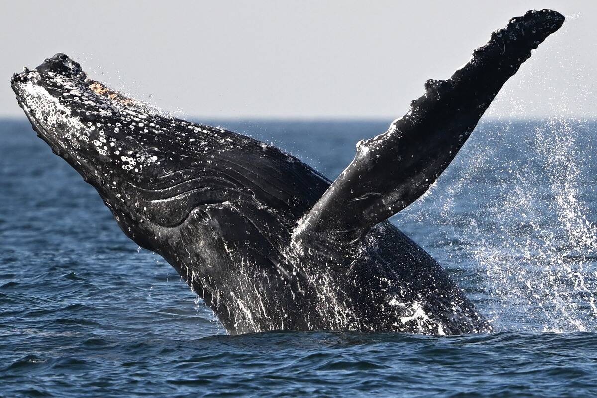 TOPSHOT-BRAZIL-HUMPBACK-WHALE