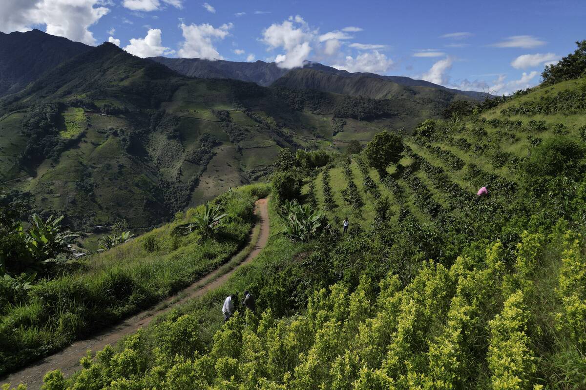 TOPSHOT-COLOMBIA-CONFLICT-COCA-REPLACEMENT