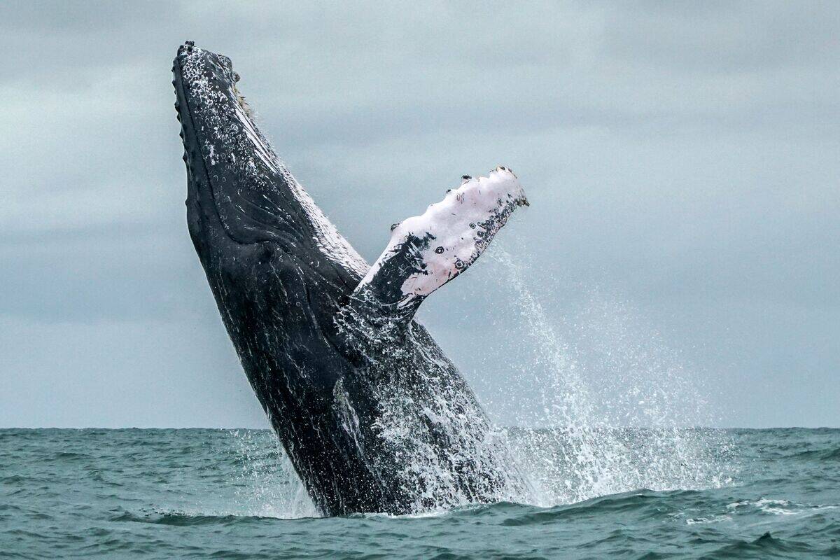 TOPSHOT-COLOMBIA-WILDLIFE-WHALE