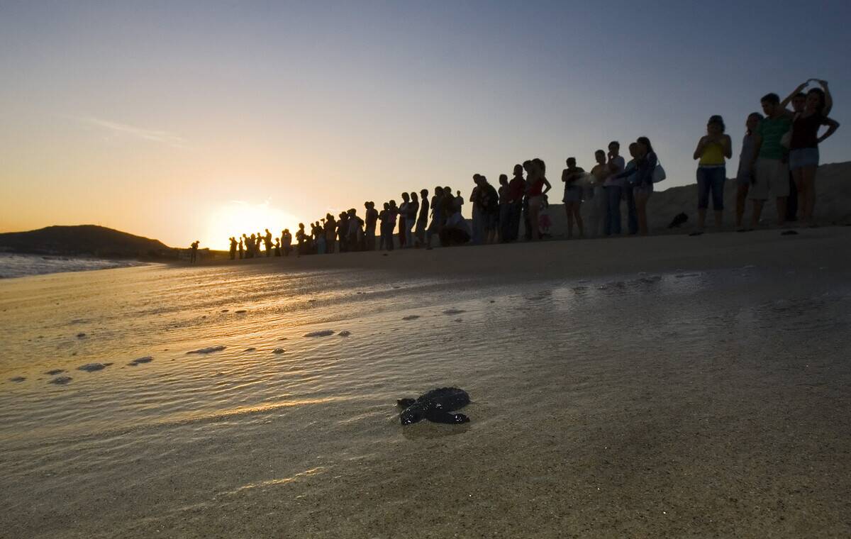 TOPSHOT-MEXICO-TURTLES-RELEASE