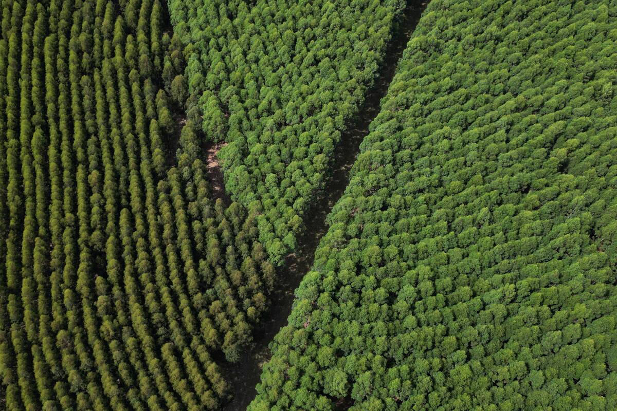 TOPSHOT-URUGUAY-FORESTRY-ENVIRONMENT