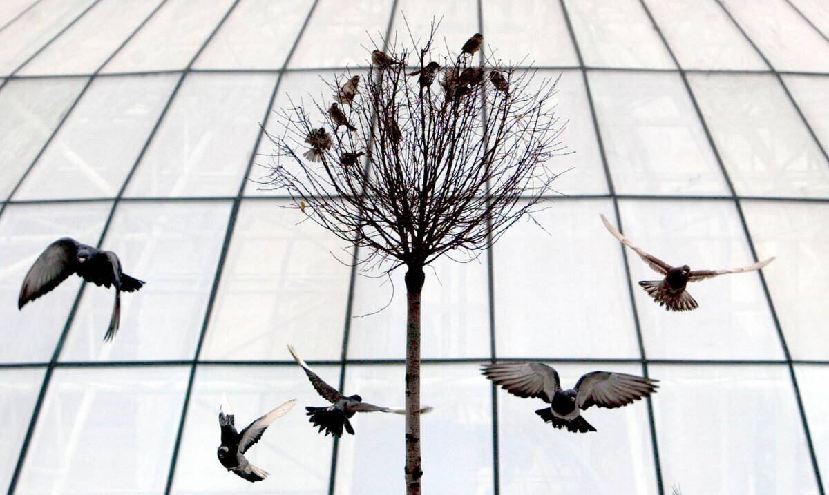 Towns pigeons spin near a tree in front