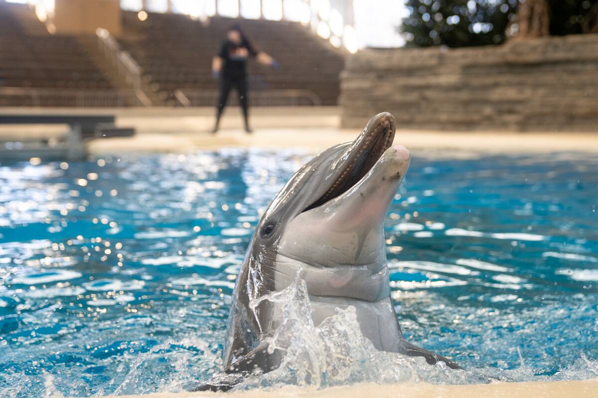 US-NEWS-CHICAGO-ZOO-DOLPHIN-TB