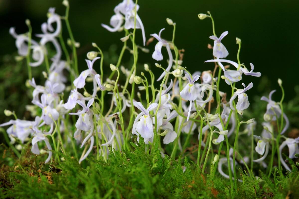 Utricularia sandersonii. carnivorous plant. pianta carnivora