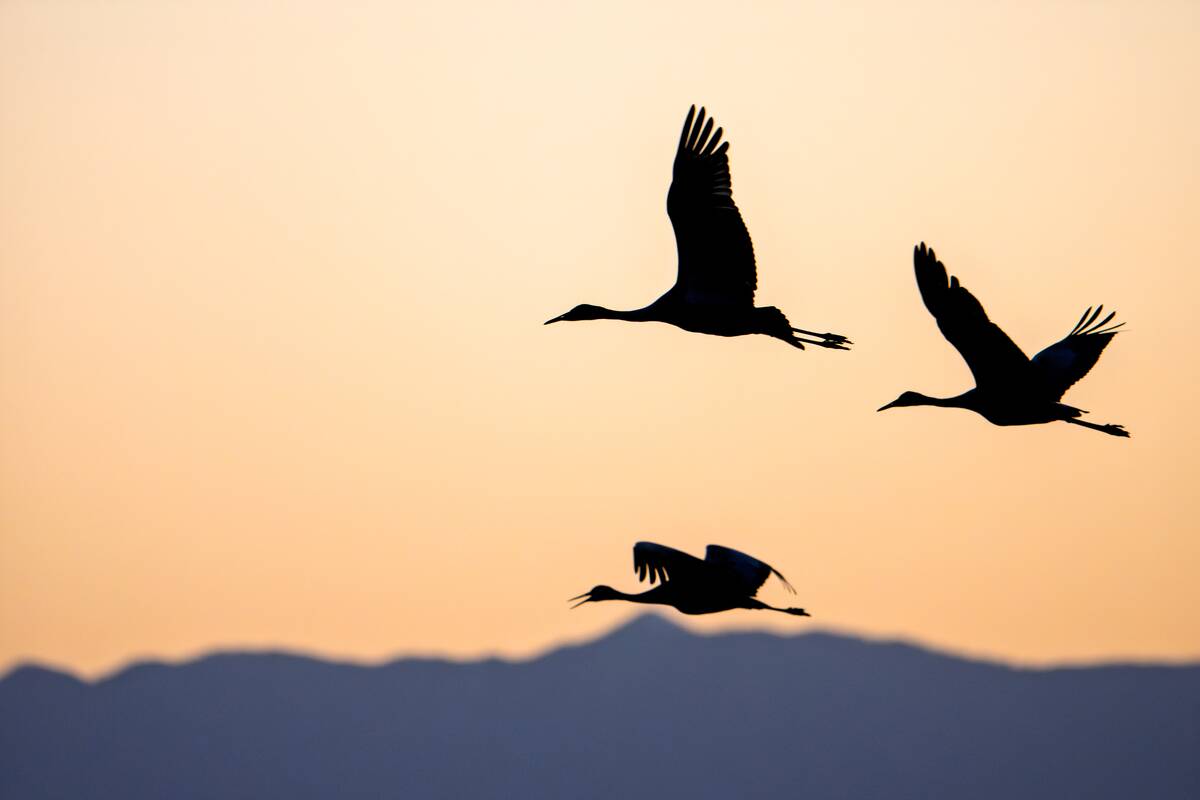 Weather Wildlife Birds At Sunset