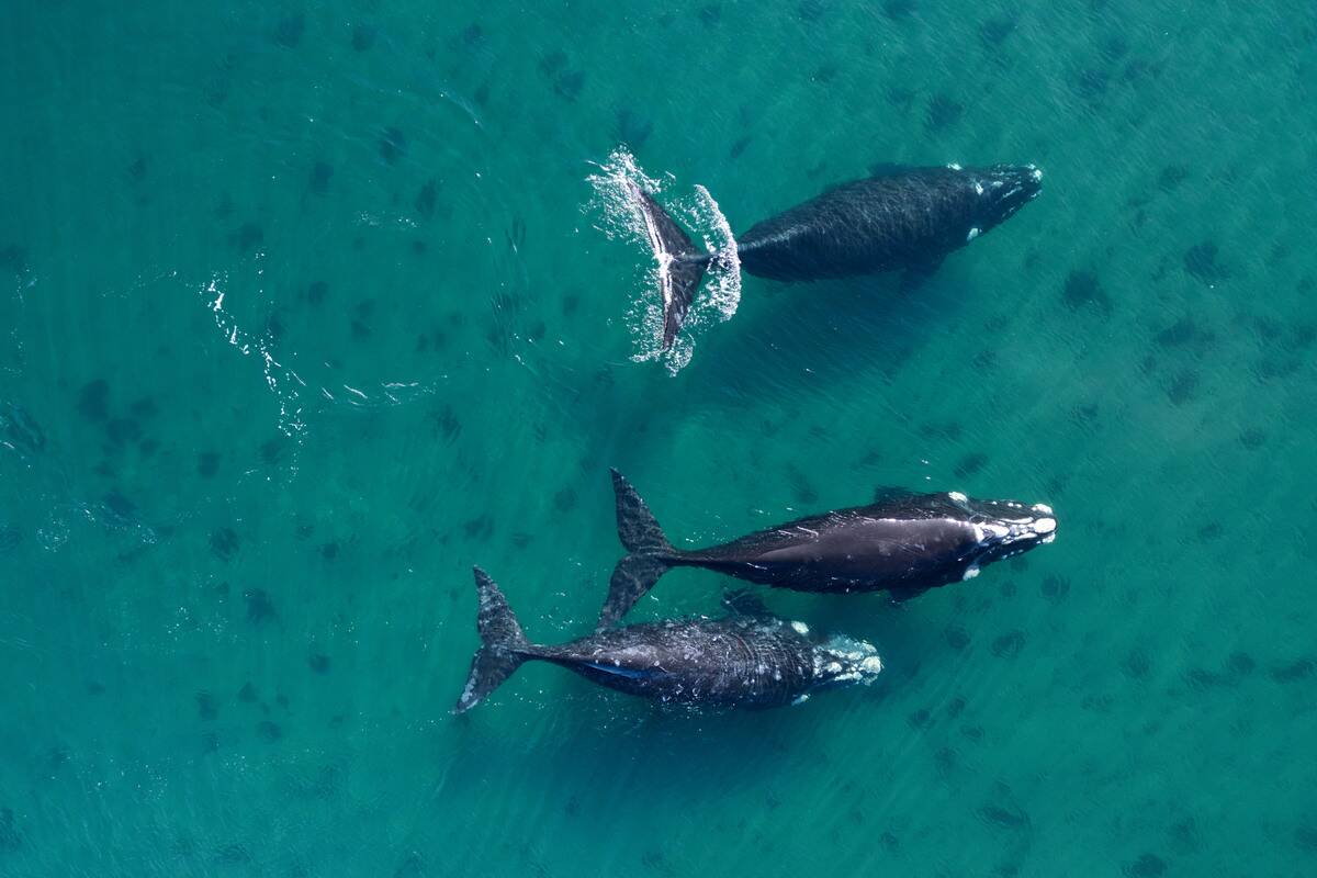 Whales in Patagonia