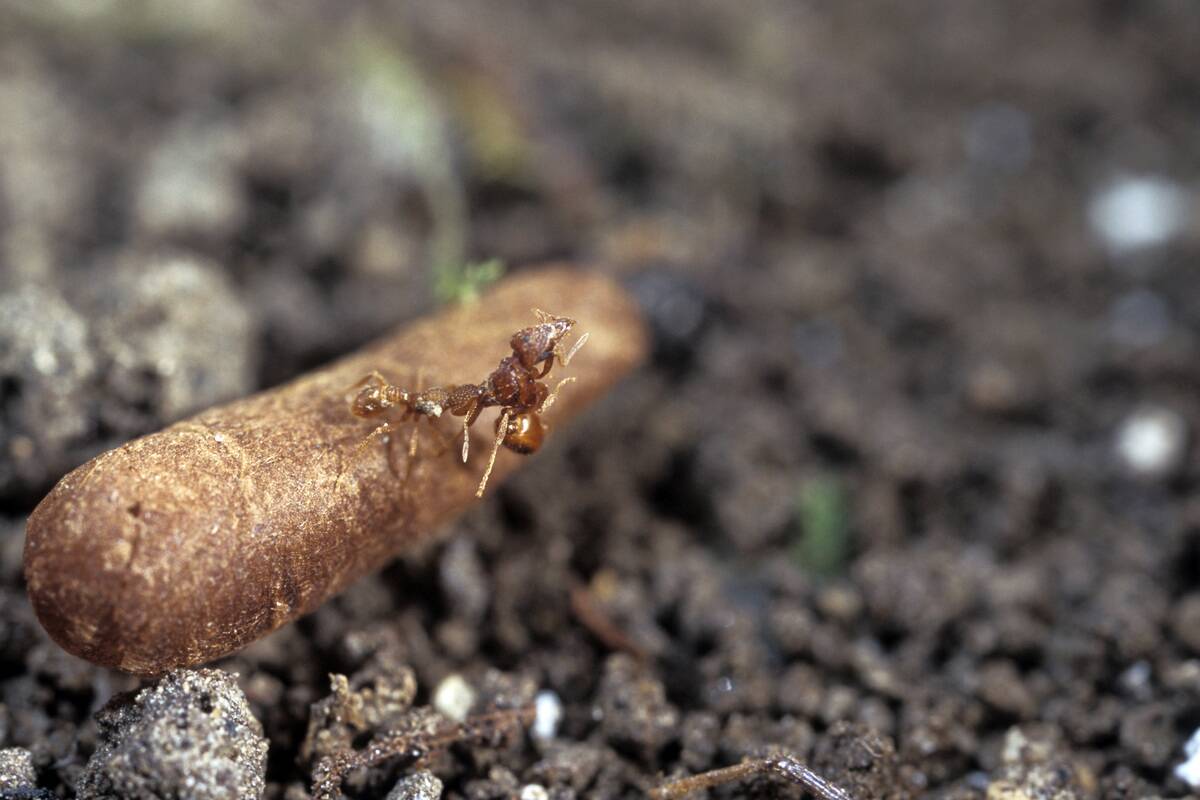 When David & Goliath Share A Home