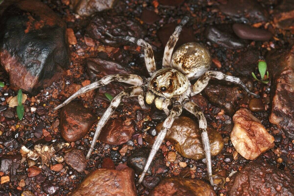 Wolf spider, family, Lycosidae, East of Wyloo Homestead, Western Australia