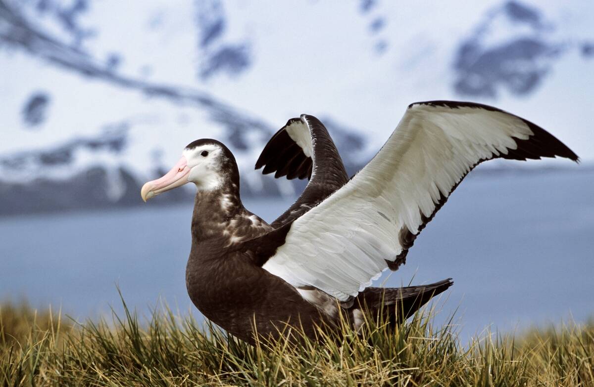 Young Wandering Albatross (diomendea Exulans) Testing Its Wings