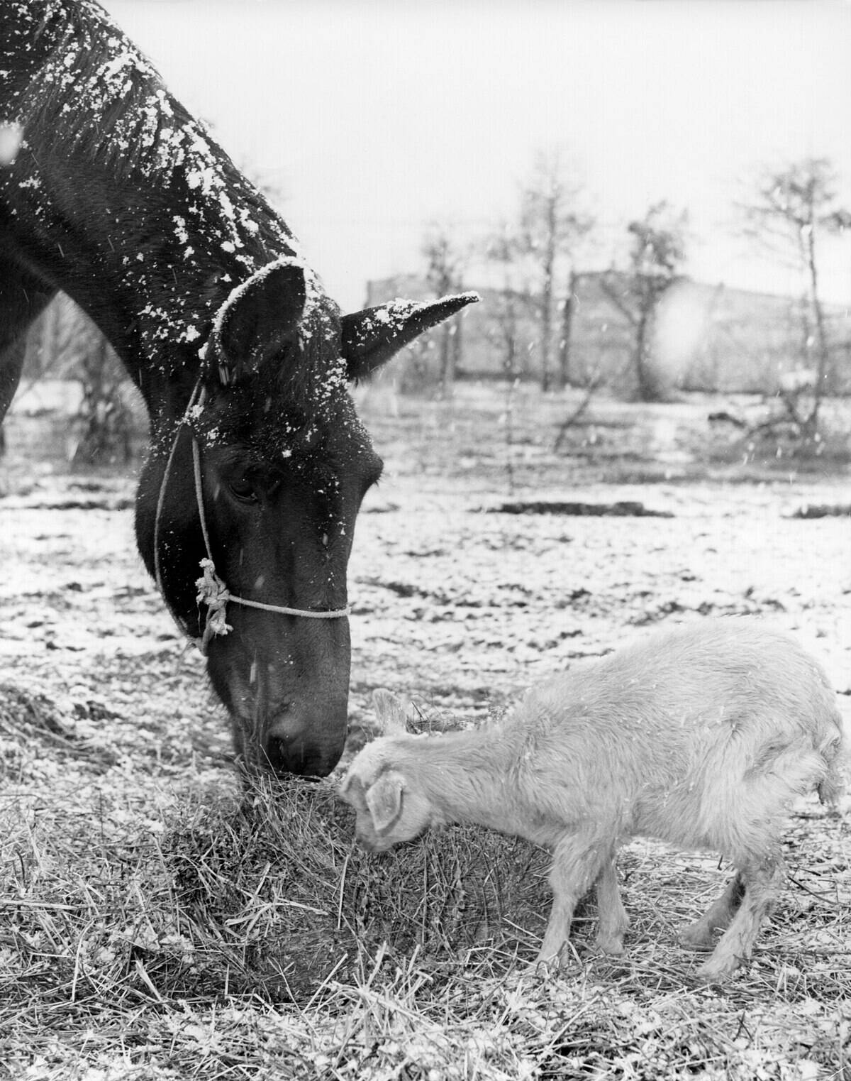 1920px-Horse_&_Goat_1947_Oak_Ridge_(14060616211)