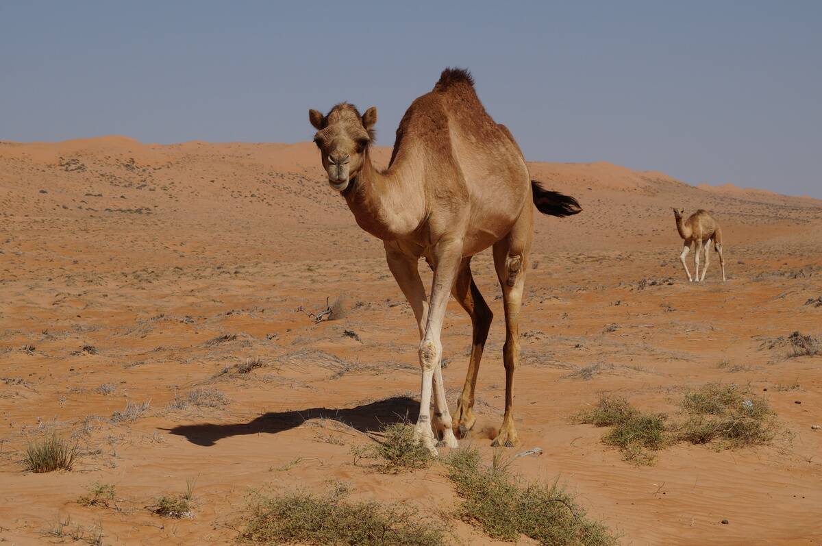 Camels_in_Wahiba_Sands_03