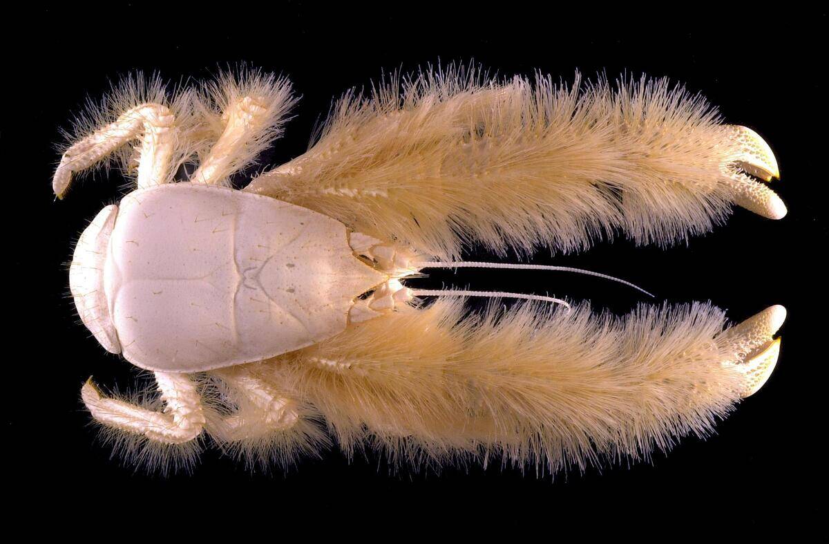 Galathée_yéti,_un_habitant_des_profondeurs_abyssales_(Ifremer_00569-68091_ 25272)