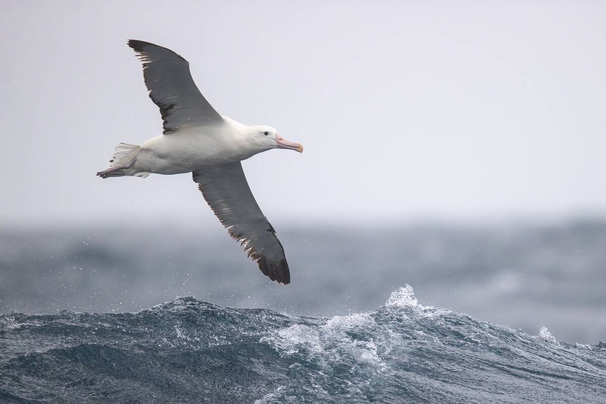 Royal_Albatross_ east_of_the_Tasman_Peninsula,_Tasmania