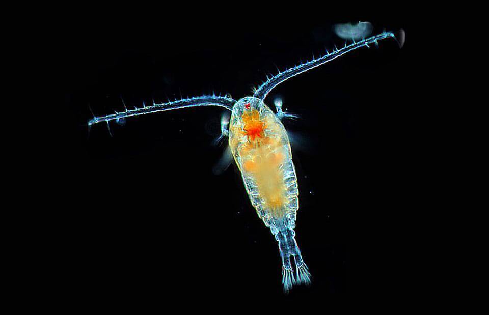 Unidentified_plankton_from_the_NOAA_Oceanic_Service