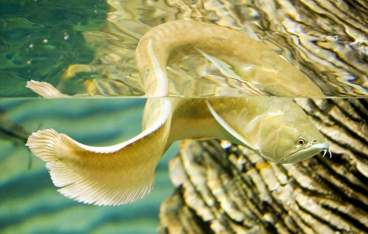 A Pirarucu (Arapaima gigas) fish is seen