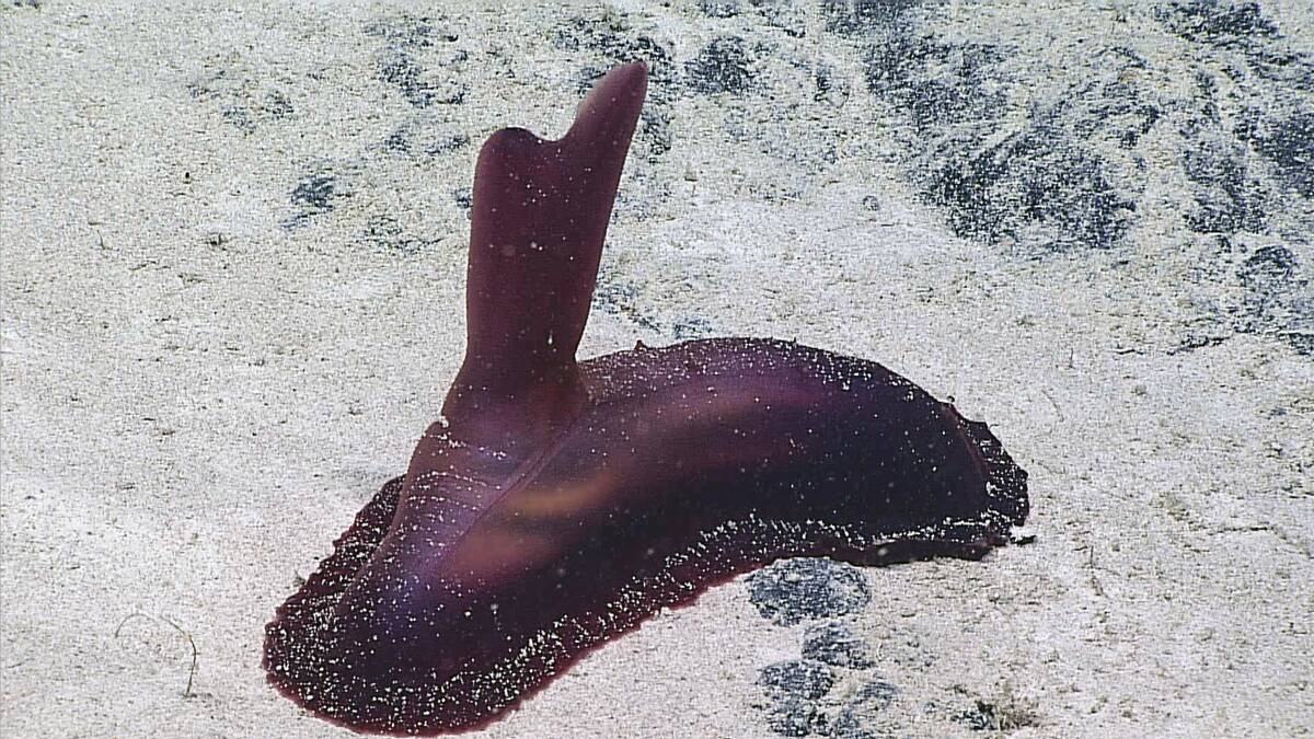 A sea cucumber (Holothuroidea, Psychropotes semperiana) seen at 2690 meters depth in Maro Crater