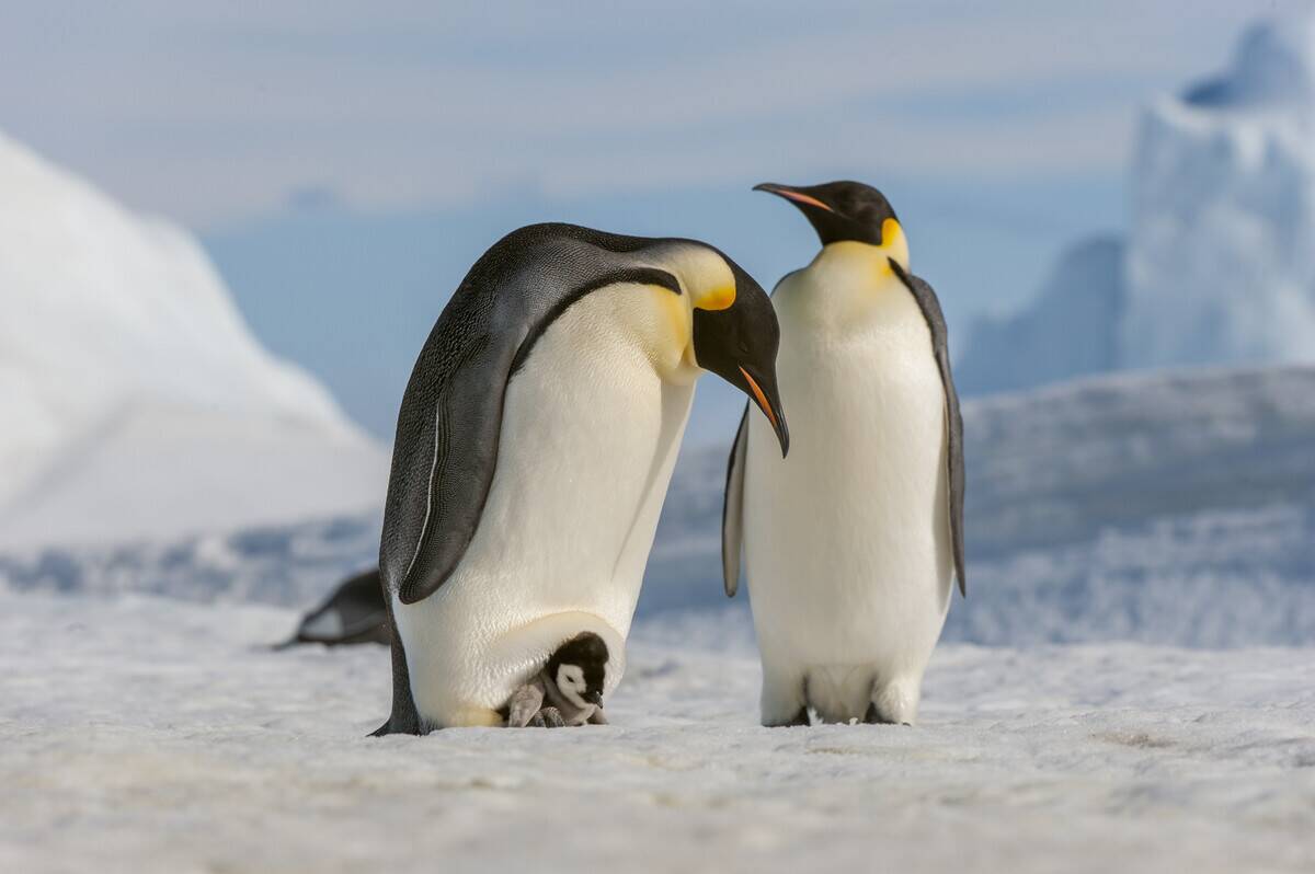 An Emperor penguin (Aptenodytes forsteri) couple with a