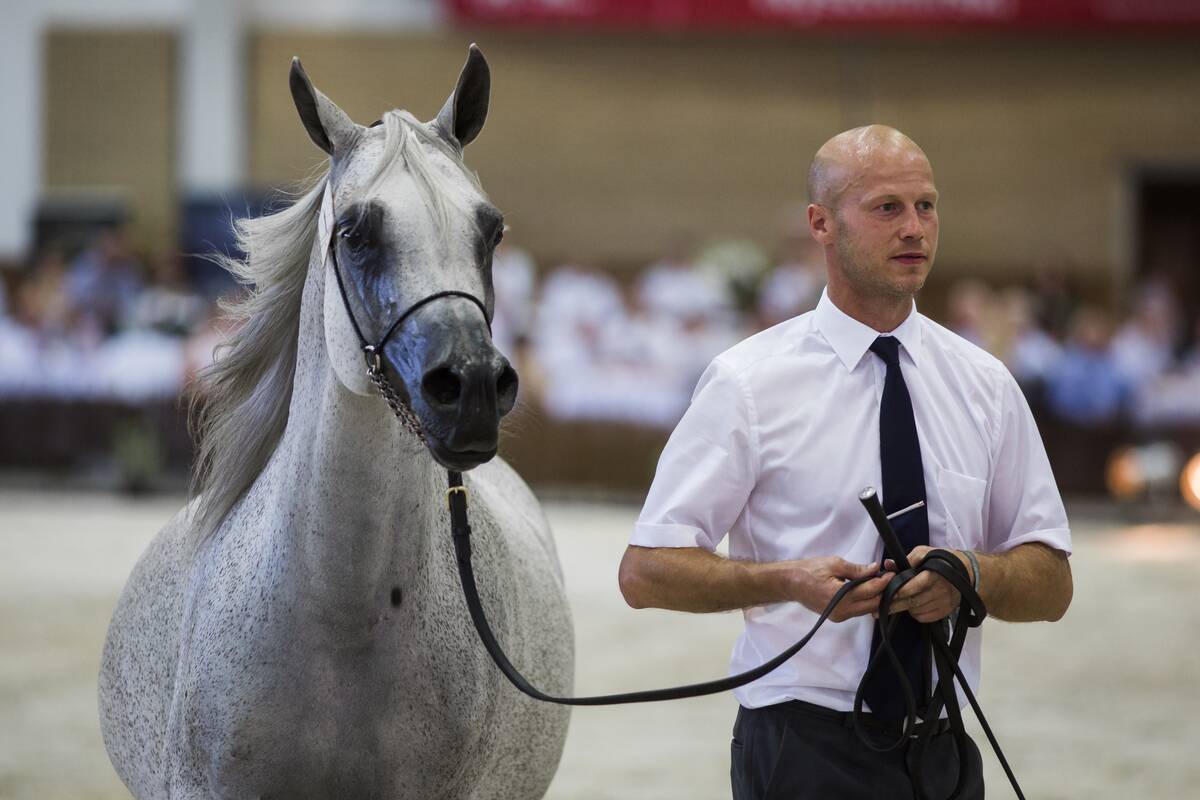 Arabian Horses Auction in Janow Podlaski