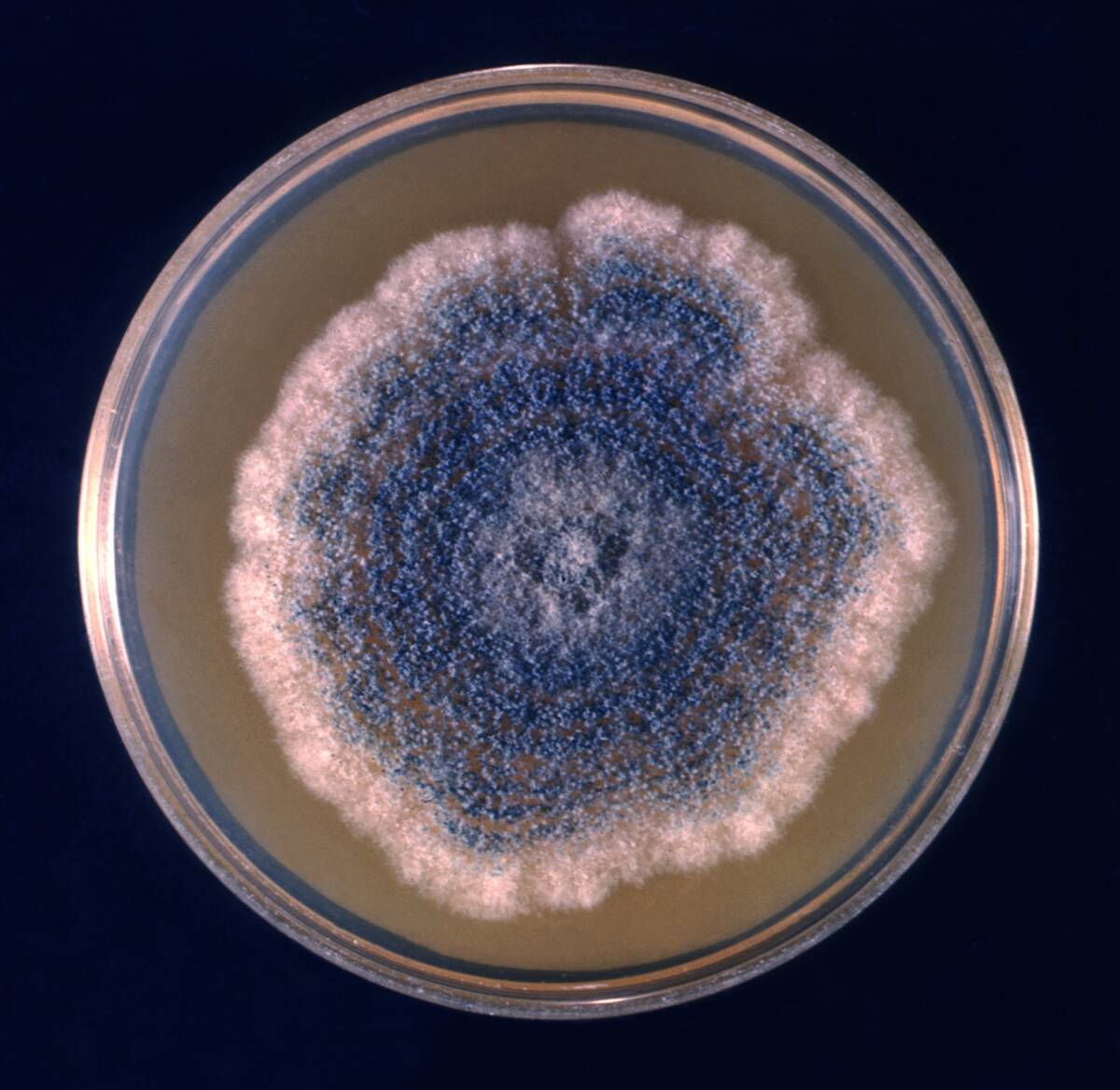 Aspergillus Clavatus Colony