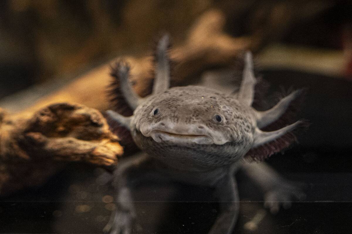BRAZIL-ANIMAL-AXOLOTL