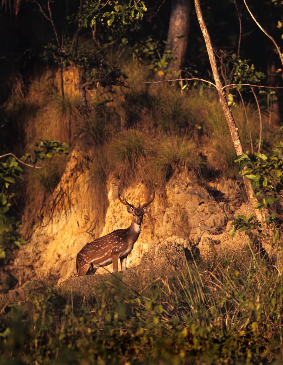 Chital Deer In Jim Corbett National Park