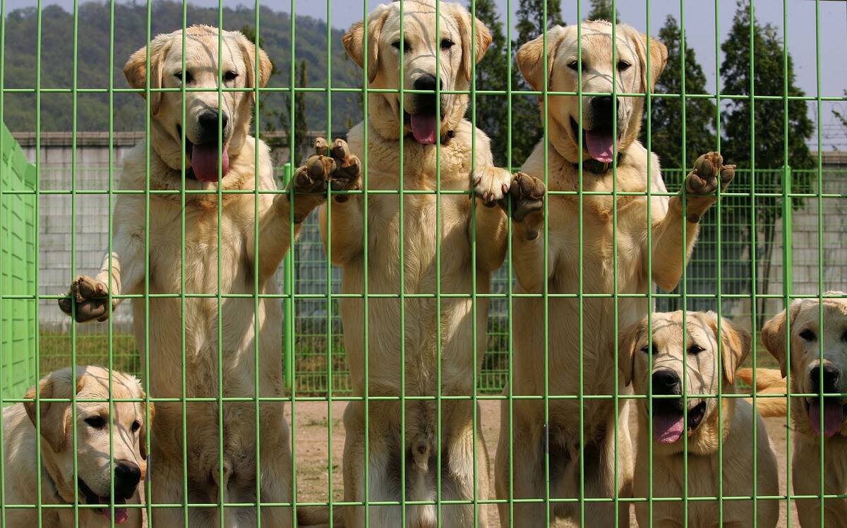 Cloned Sniffer Dogs Begin Training
