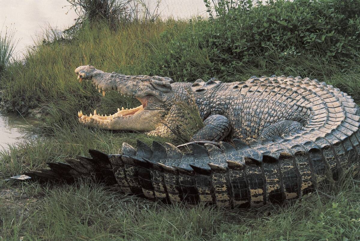 Close-up of an Australian saltwater crocodile, Kakadu National Park, Australia (Crocodylus porous)