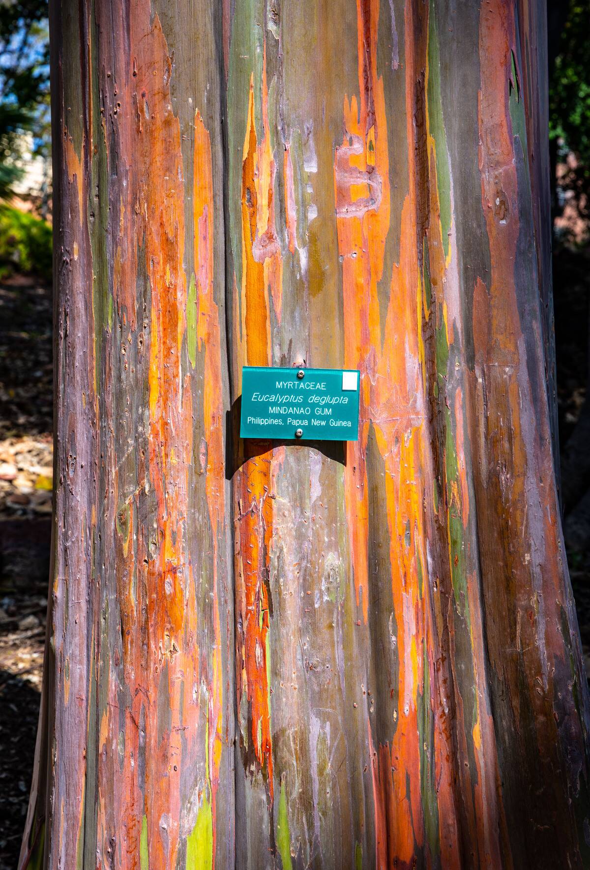 Exploring L.A.'s Westwood Village