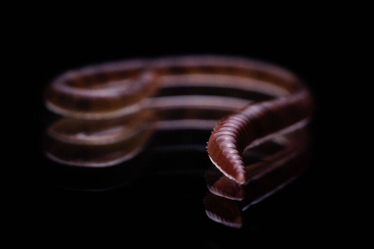 FRANCE-NATURE-ANIMAL-WORM