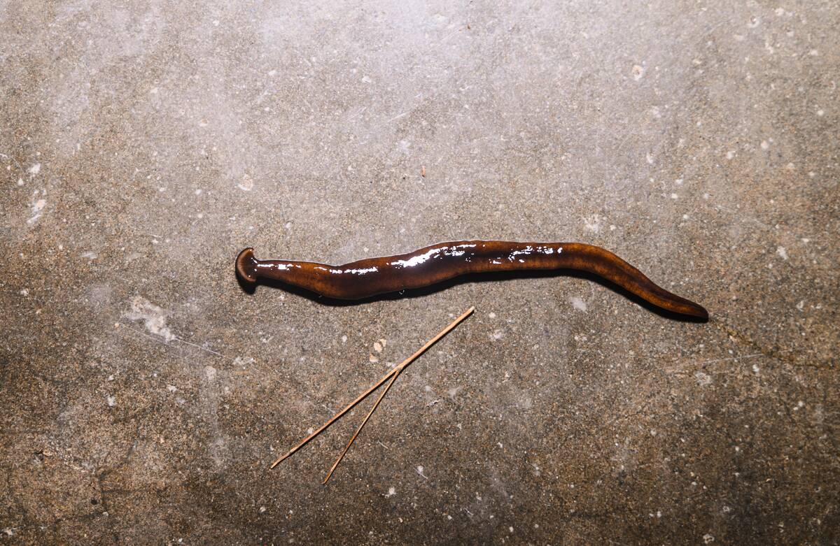 Hammerhead Worm - Bipalium - Animal India