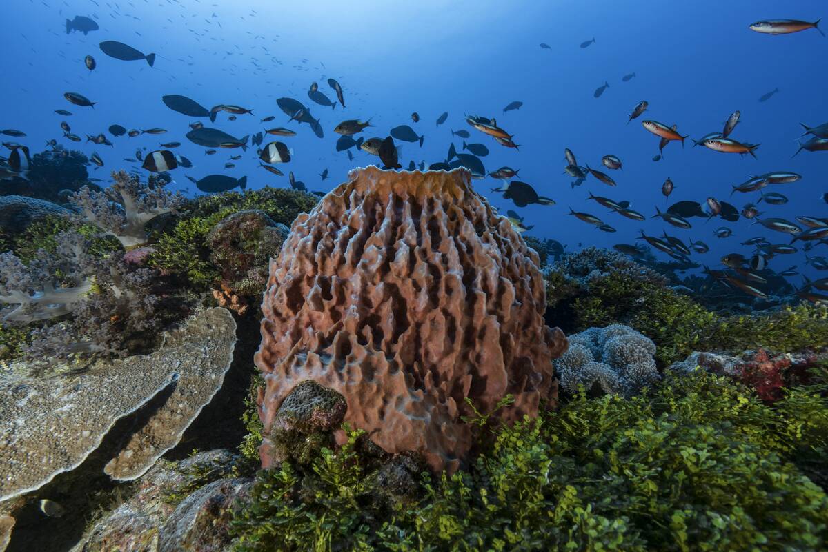 Huge barrel sponge