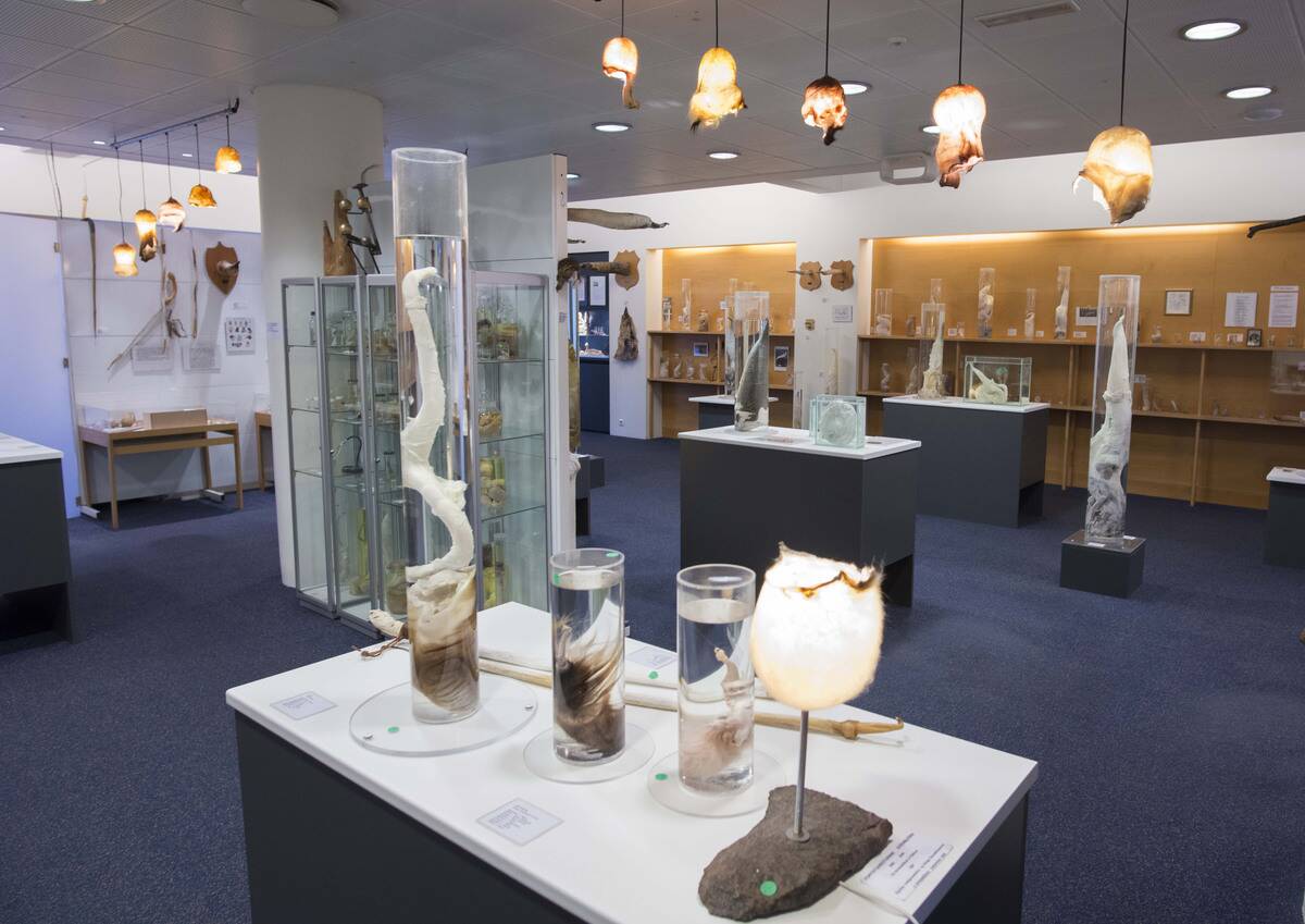 ICELAND-MUSEUM-PENIS-ANIMAL