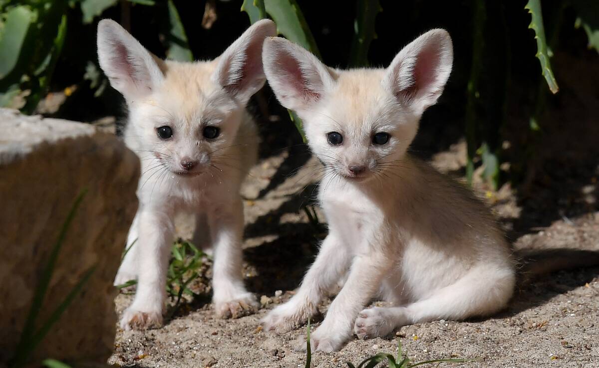 ITALY-ANIMALS