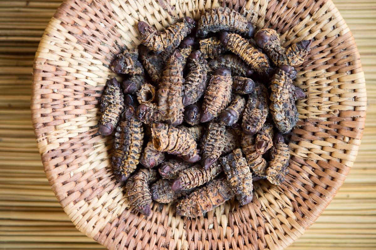 Maun, Botswana, Africa- Sexaxa Village- handwoven bowl of Edible Mopane worms (Gonimbrasia belina)