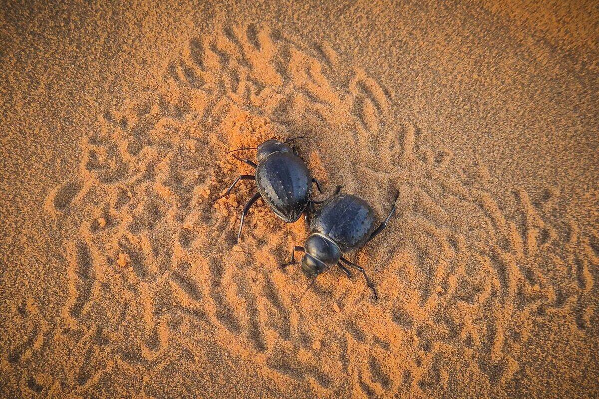 Mauritania, surroundings of Nema, dung beetle