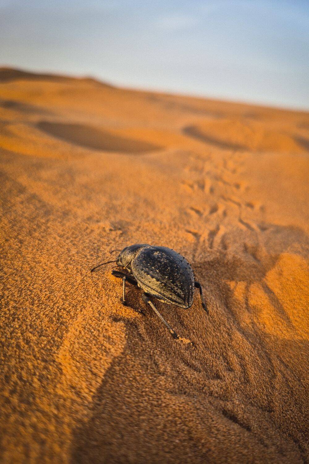 Mauritania, surroundings of Nema, dung beetle
