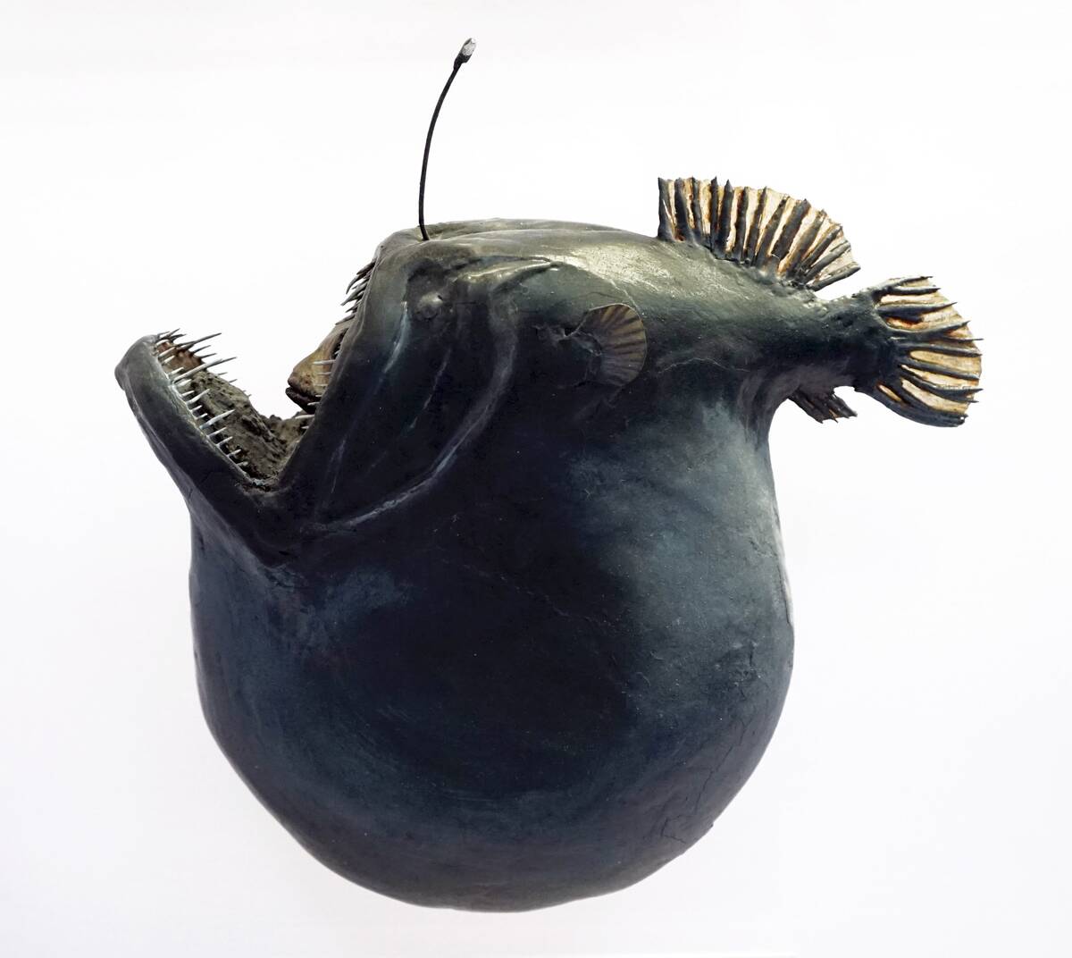 Model of an anglerfish.