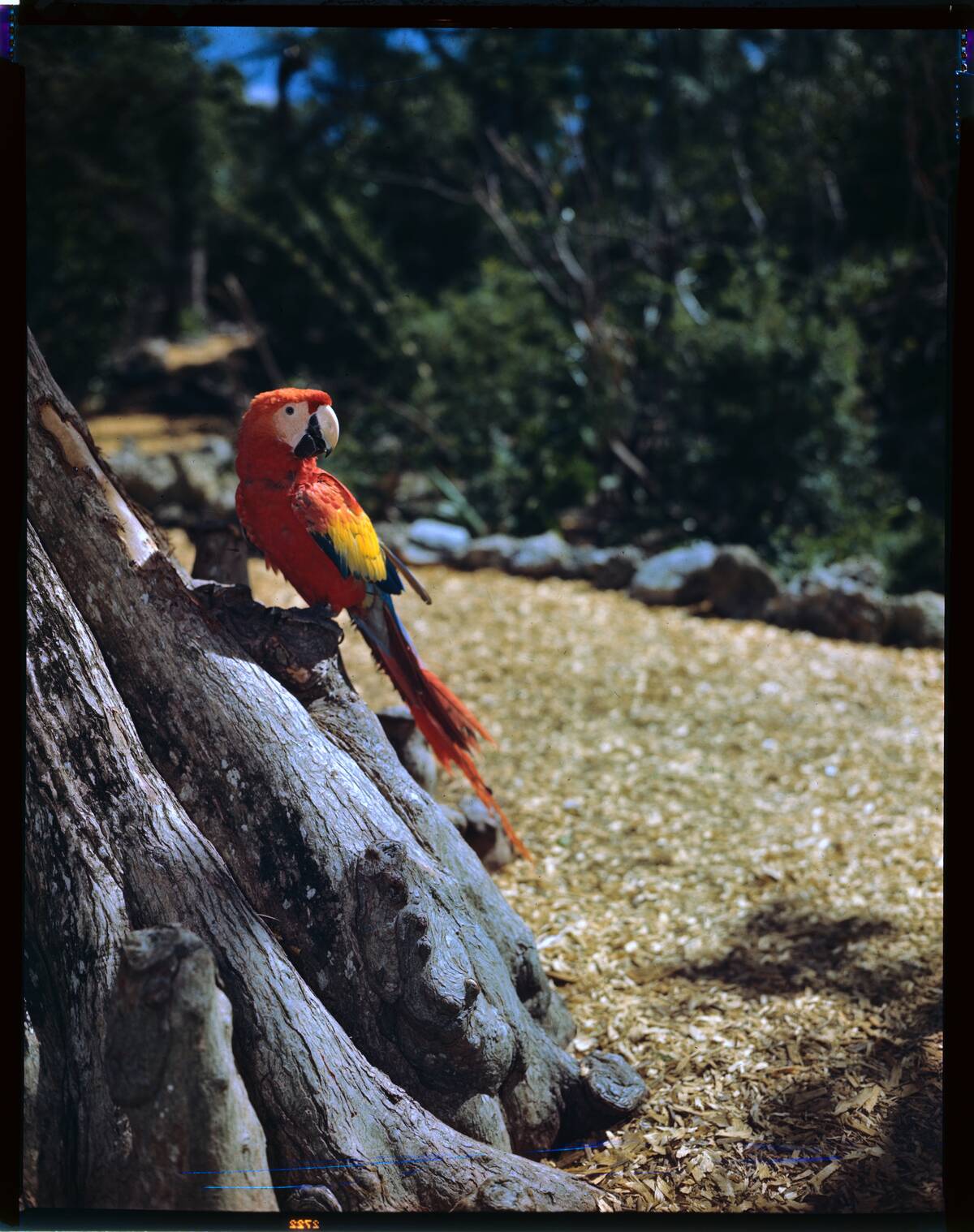 Portrait of Macaw Resting on Tree