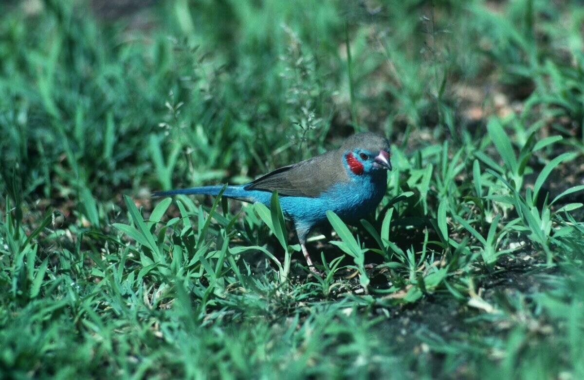 Red-cheeked cordonbleu (Uraeginthus bengalus)