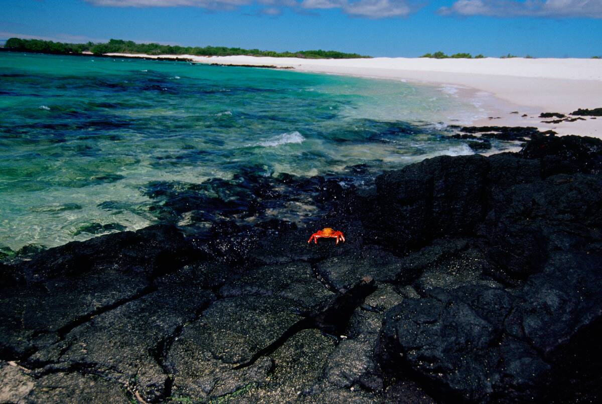 Sally Lightfoot Crab, Galapagos Isles