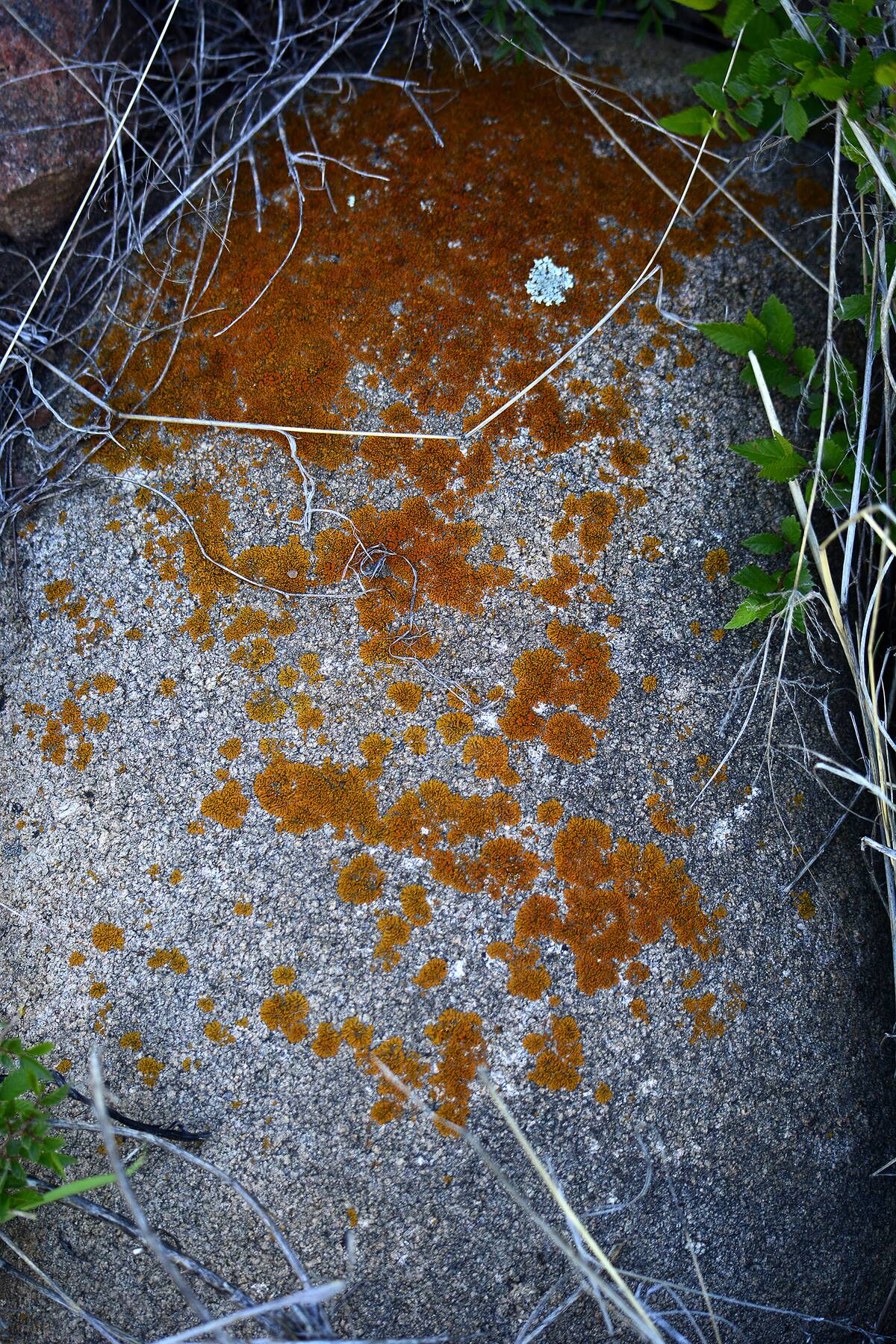 Santa Fe Canyon Preserve