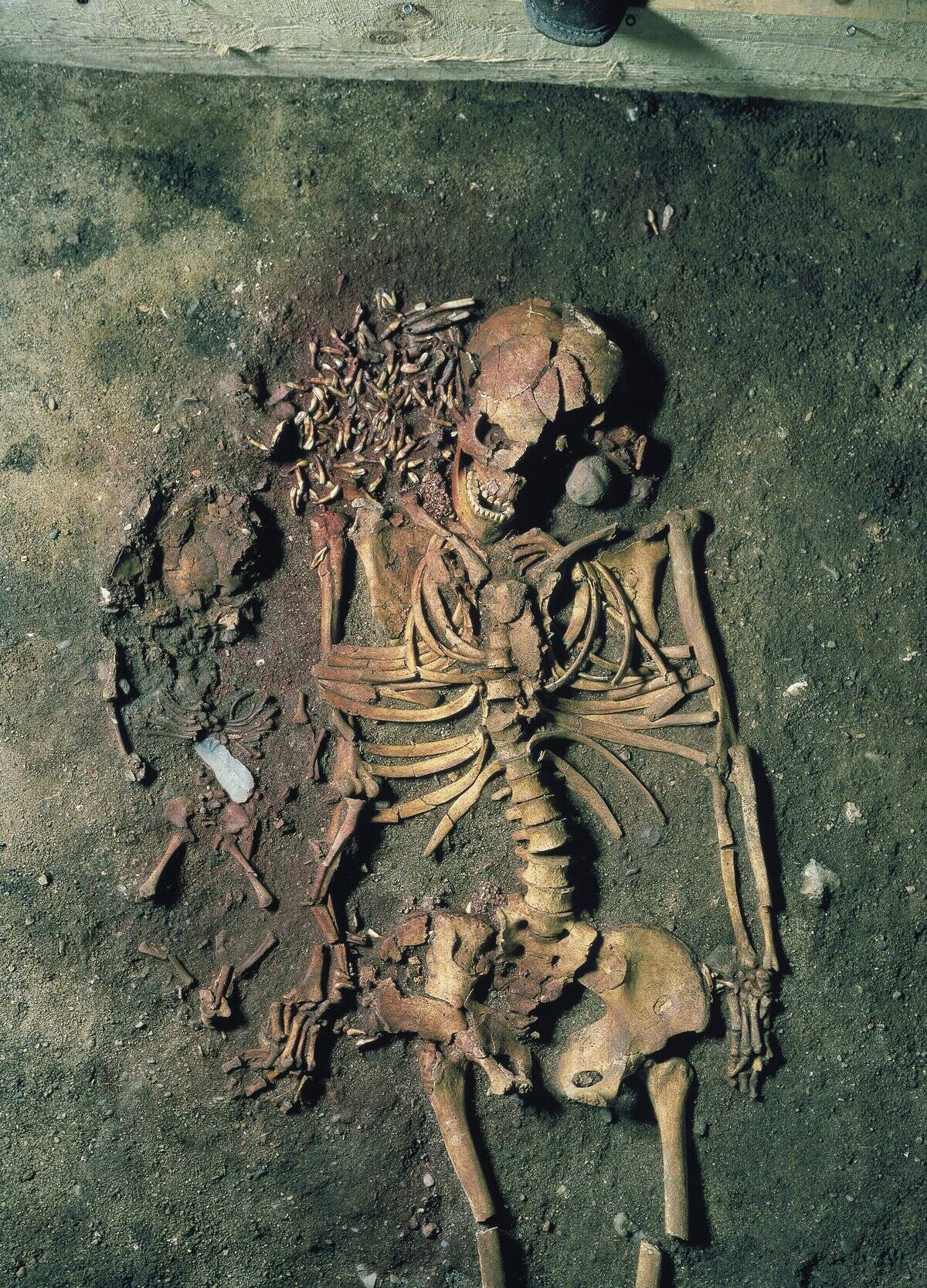 Skeletons of woman and child from Bogebakken