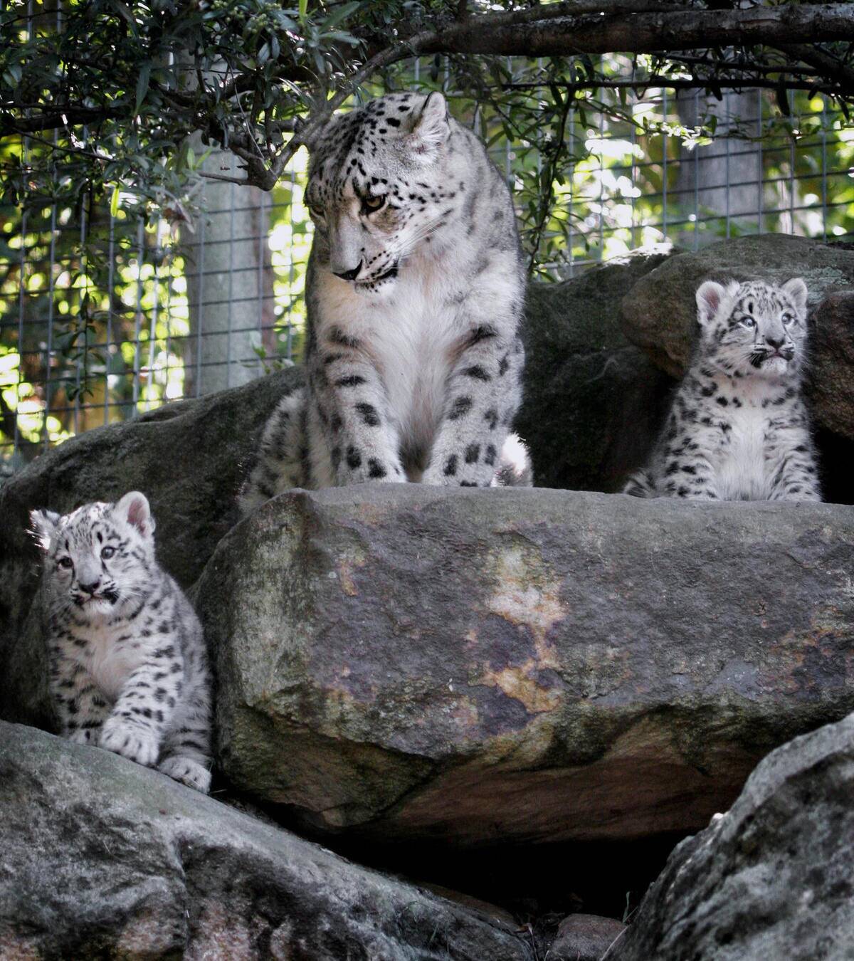 Snow Leopard mother Samara (C) keeps wat