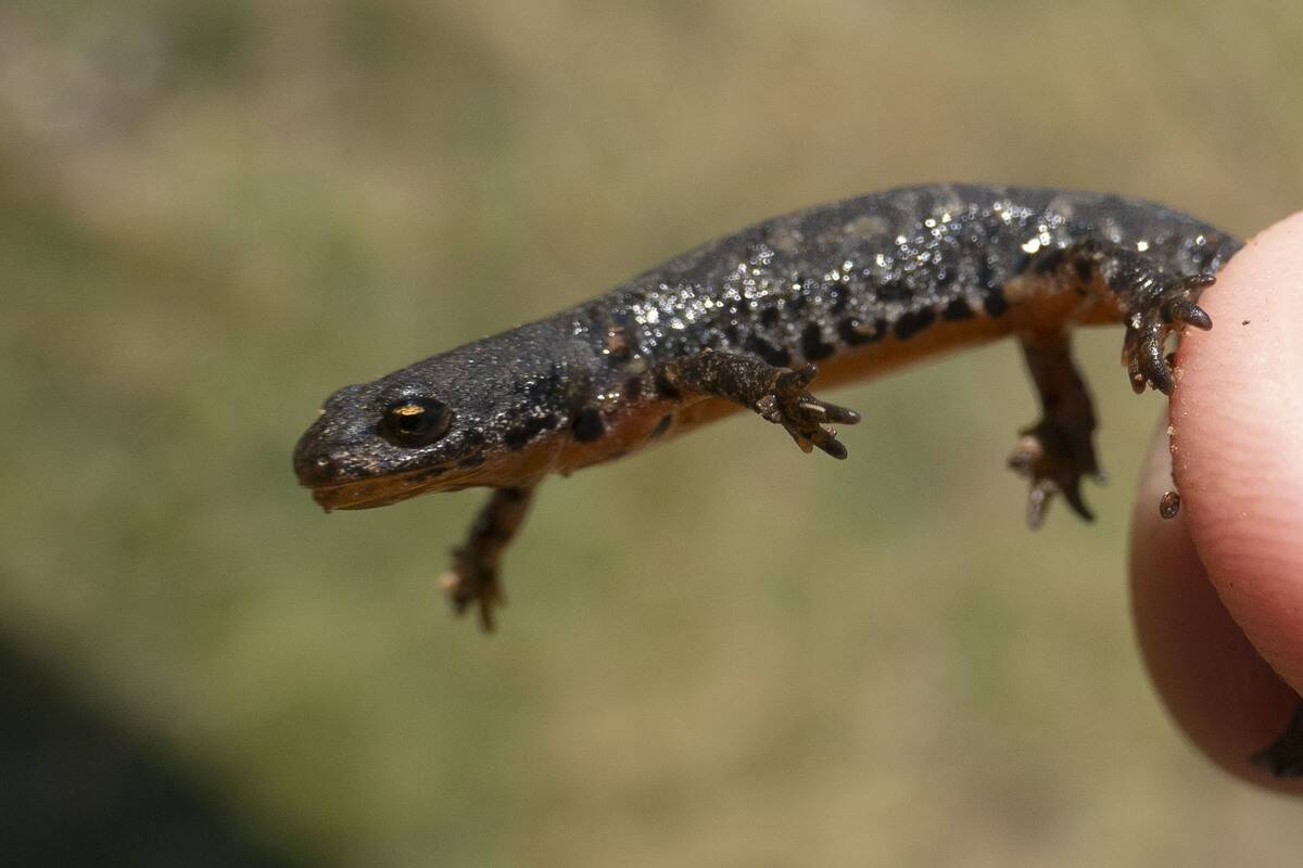Wildlife In Greece - Alpine Newt In Pindus Mountains