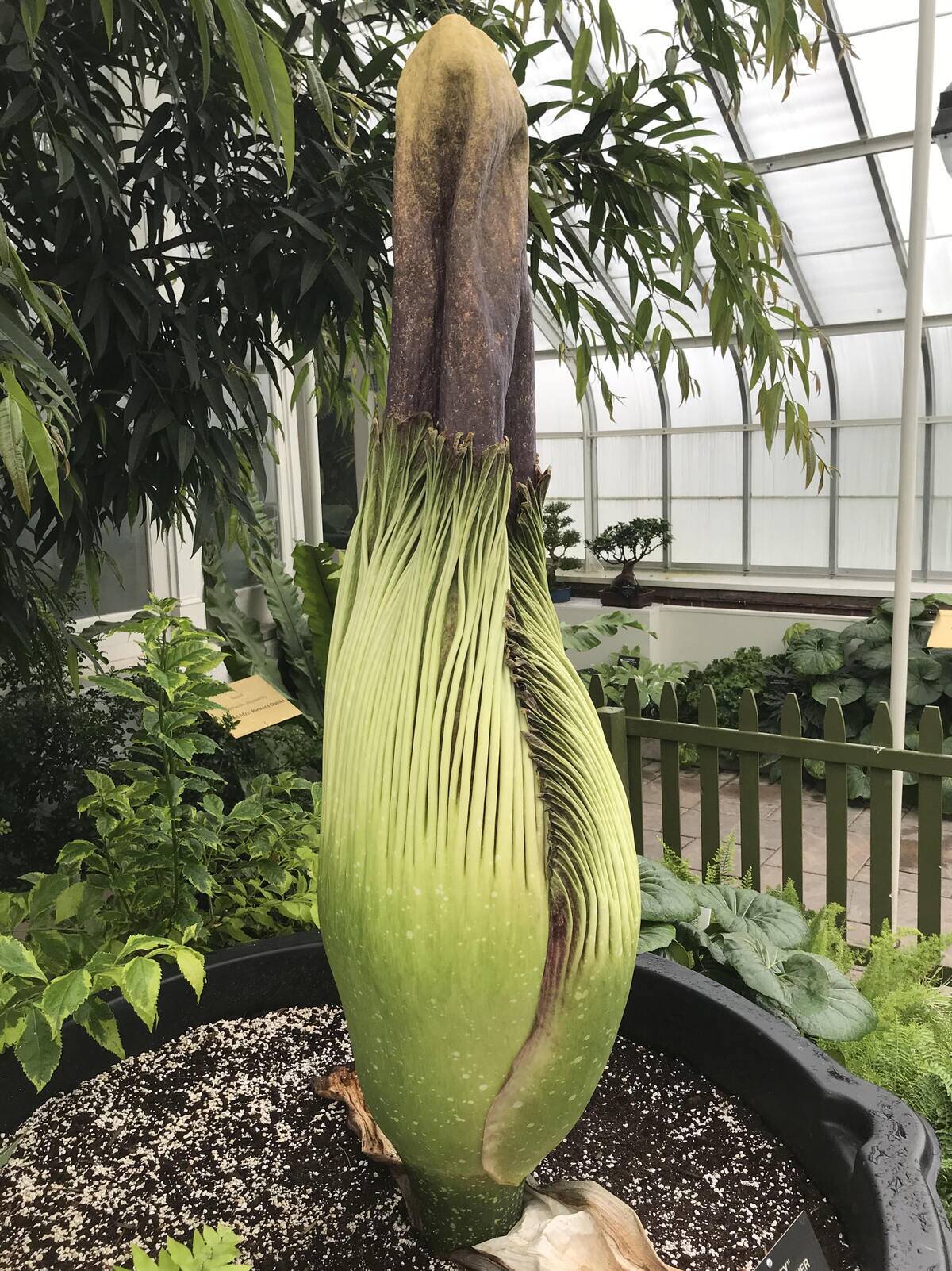 Corpse_flower_image