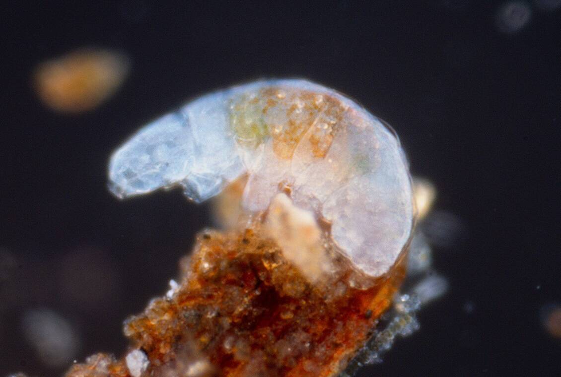 Macrobiotid_tardigrade_ waterbear_at_20x,_Oklahoma_-_cropped