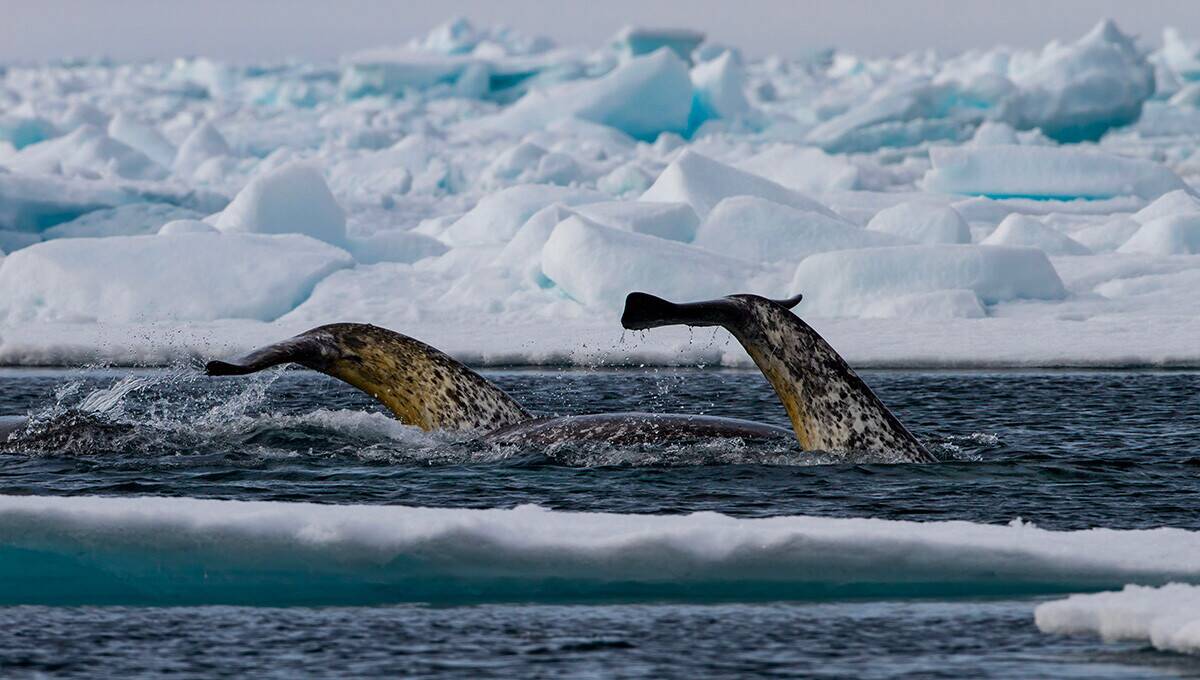 Narwhal_tail_above_surface