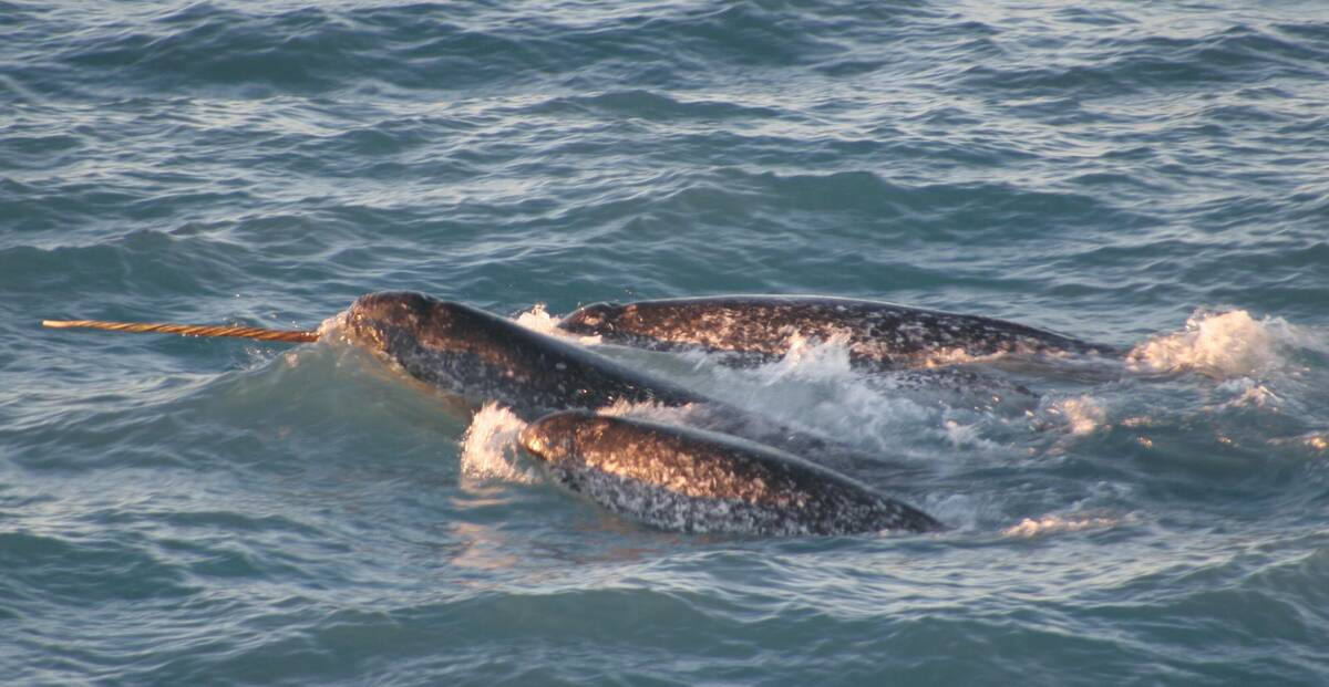 Pod_Monodon_monoceros
