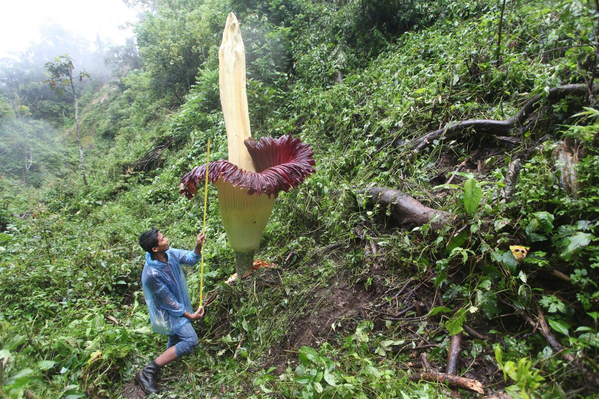 Amorphophallus titanum flower blooms in Agam, West Sumatera