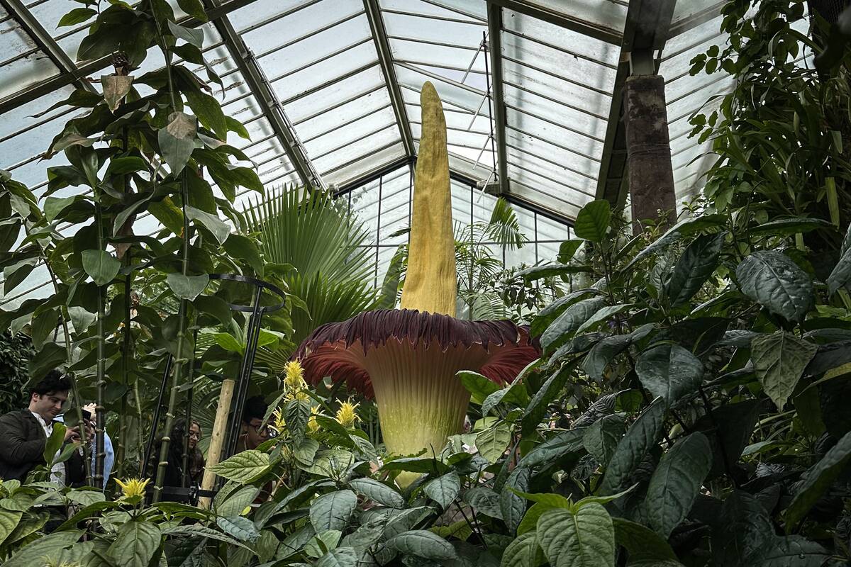 BRITAIN-NATURE-FLOWER-ENVIRONMENT